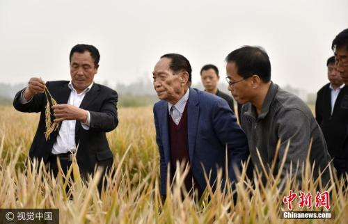 袁隆平沙漠种植水稻成功：物联网模组成为核心技术
